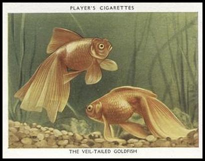 12 The Veil tailed Goldfish